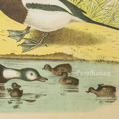 Bird - Chromo lithograph print (Plate - XXI) -  Bird Art / Avian Art