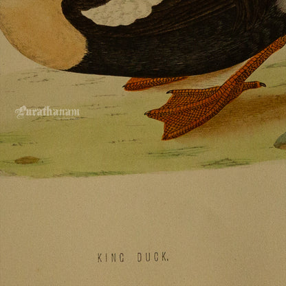 Bird - King Duck - Hand-Coloured Wood Engraving - Bird Art / Avian Art