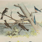 Bird - Chromo lithograph print (Plate - I ) by Theodore Jasper -  Bird Art / Avian Art