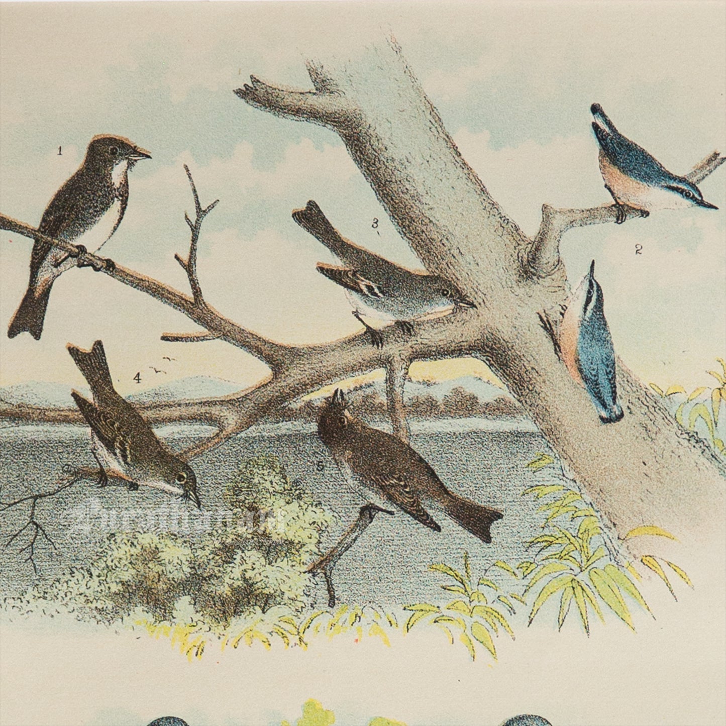 Bird - Chromo lithograph print (Plate - I ) by Theodore Jasper -  Bird Art / Avian Art