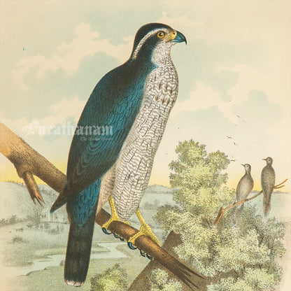 Bird - Chromo lithograph print (Plate - XX) by Theodore Jasper -  Bird Art / Avian Art