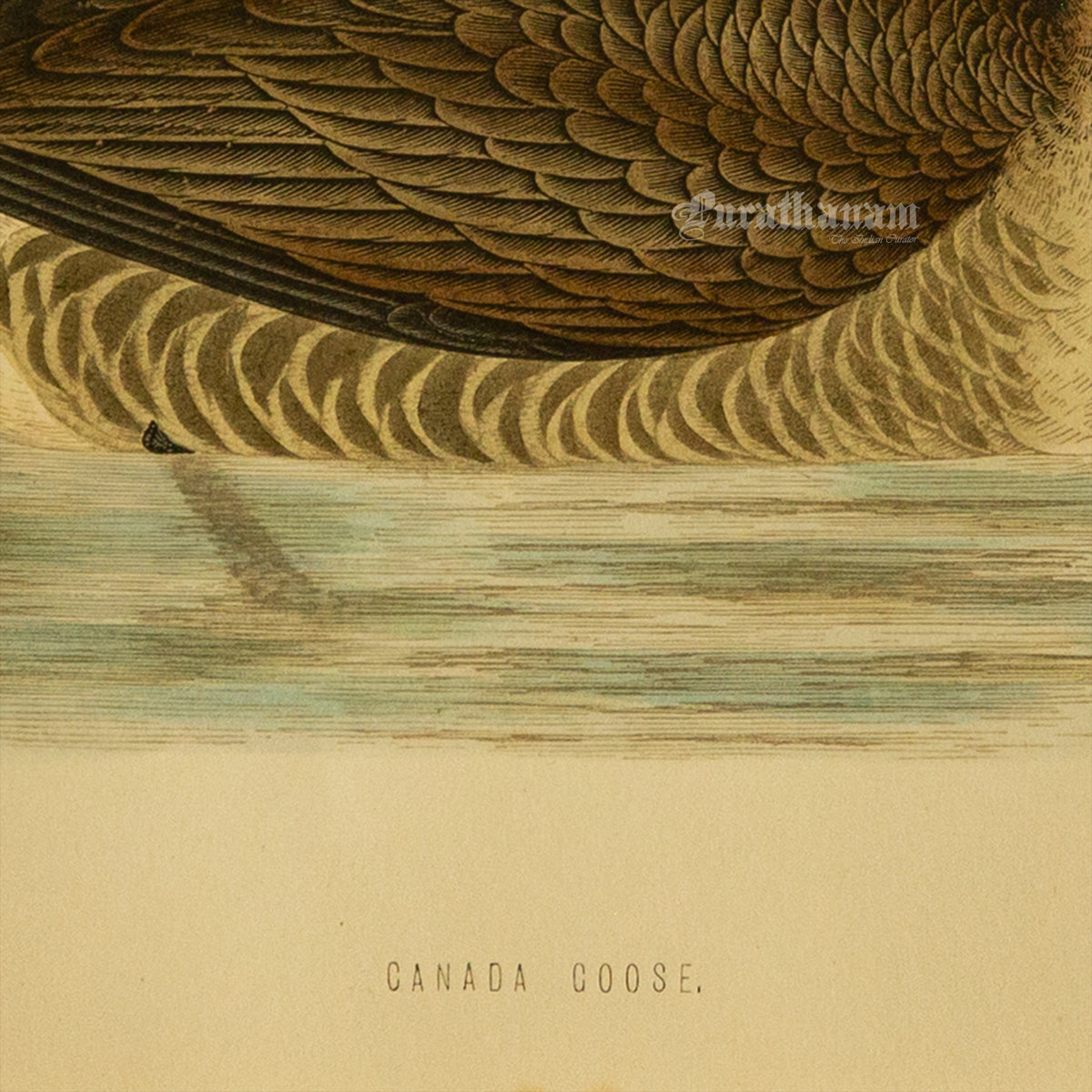 Bird -Canada Goose - Hand-Coloured Wood Engraving - Bird Art / Avian Art