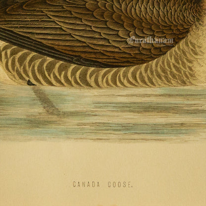 Bird -Canada Goose - Hand-Coloured Wood Engraving - Bird Art / Avian Art