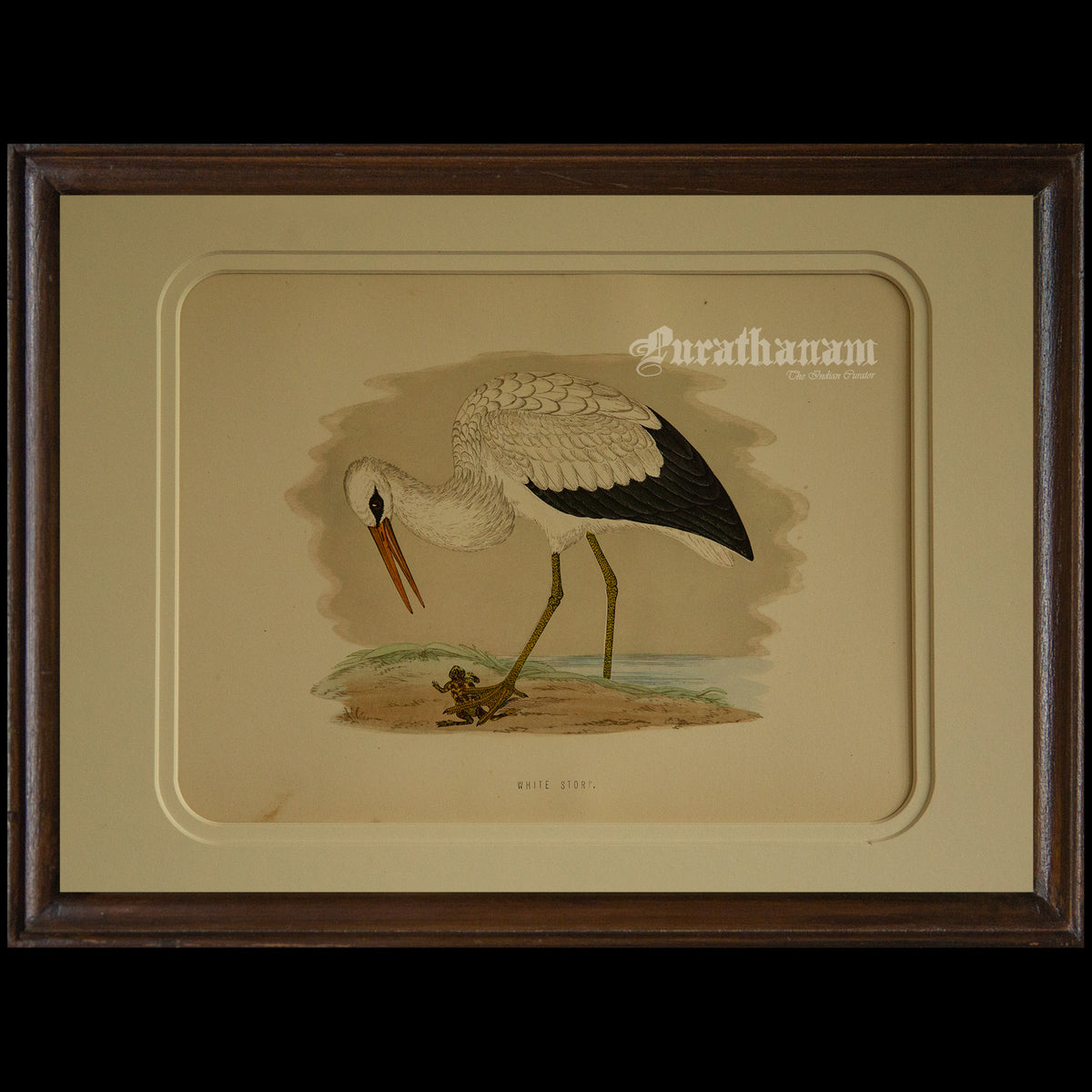 Bird - White Stork - Hand-Coloured Wood Engraving - Bird Art / Avian Art