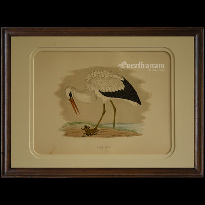 Bird - White Stork - Hand-Coloured Wood Engraving - Bird Art / Avian Art