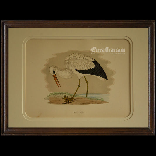 Bird - White Stork - Hand-Coloured Wood Engraving - Bird Art / Avian Art