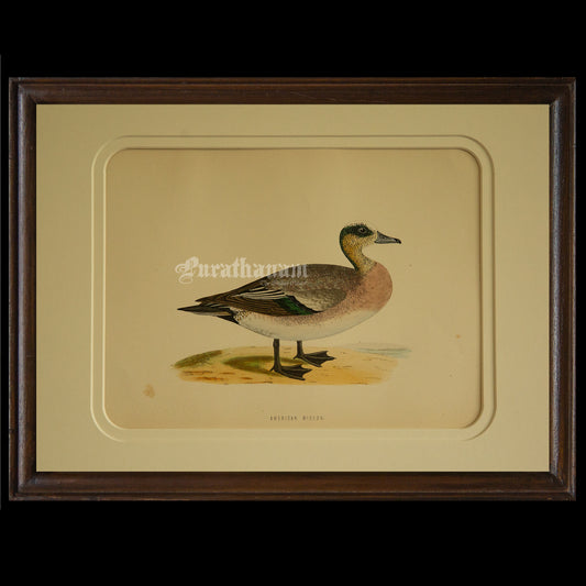 Bird -American Wigeon - Hand-Coloured Wood Engraving - Bird Art / Avian Art