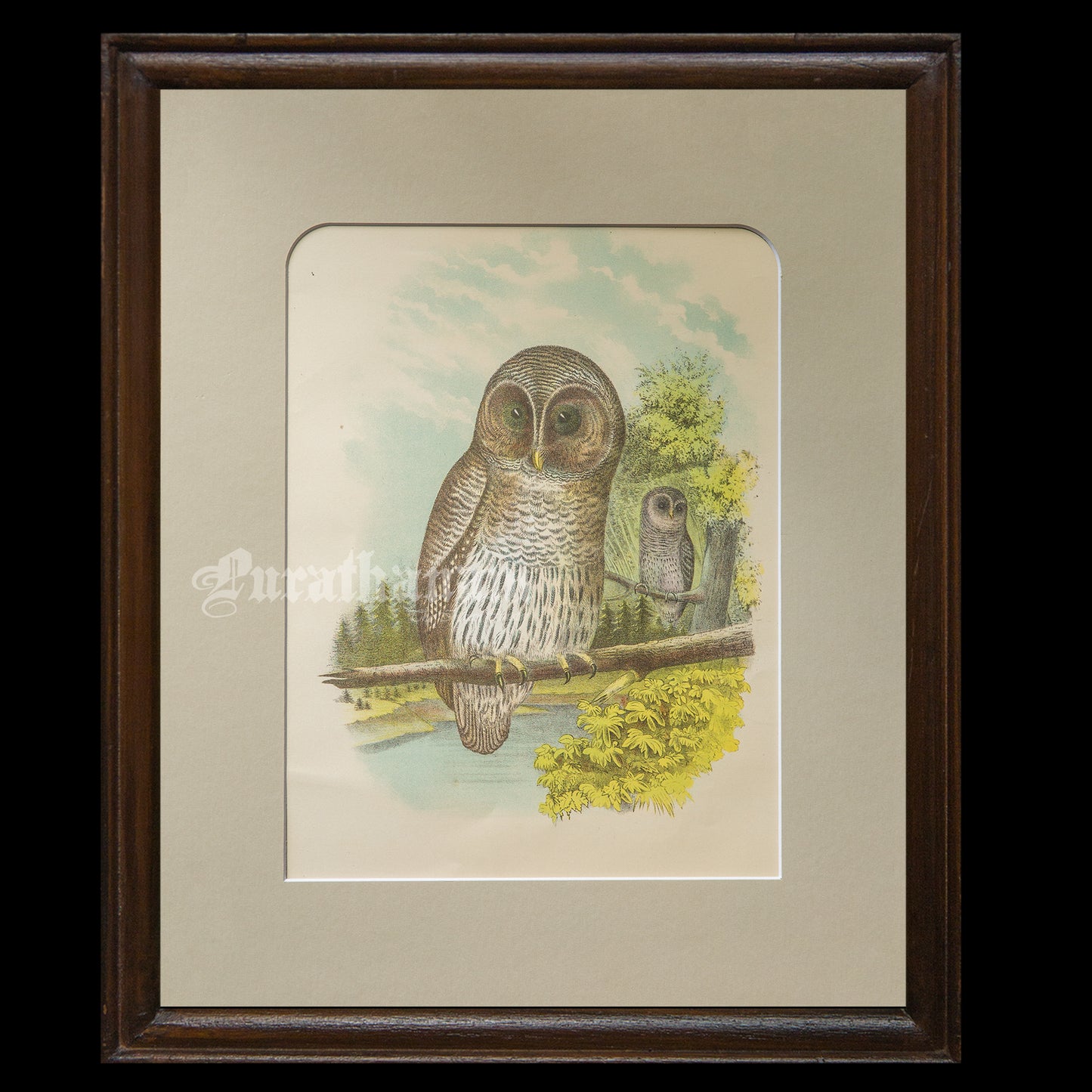 Bird - Barred Owl Chromo lithograph print (Plate - XXII) by Theodore Jasper -  Bird Art / Avian Art