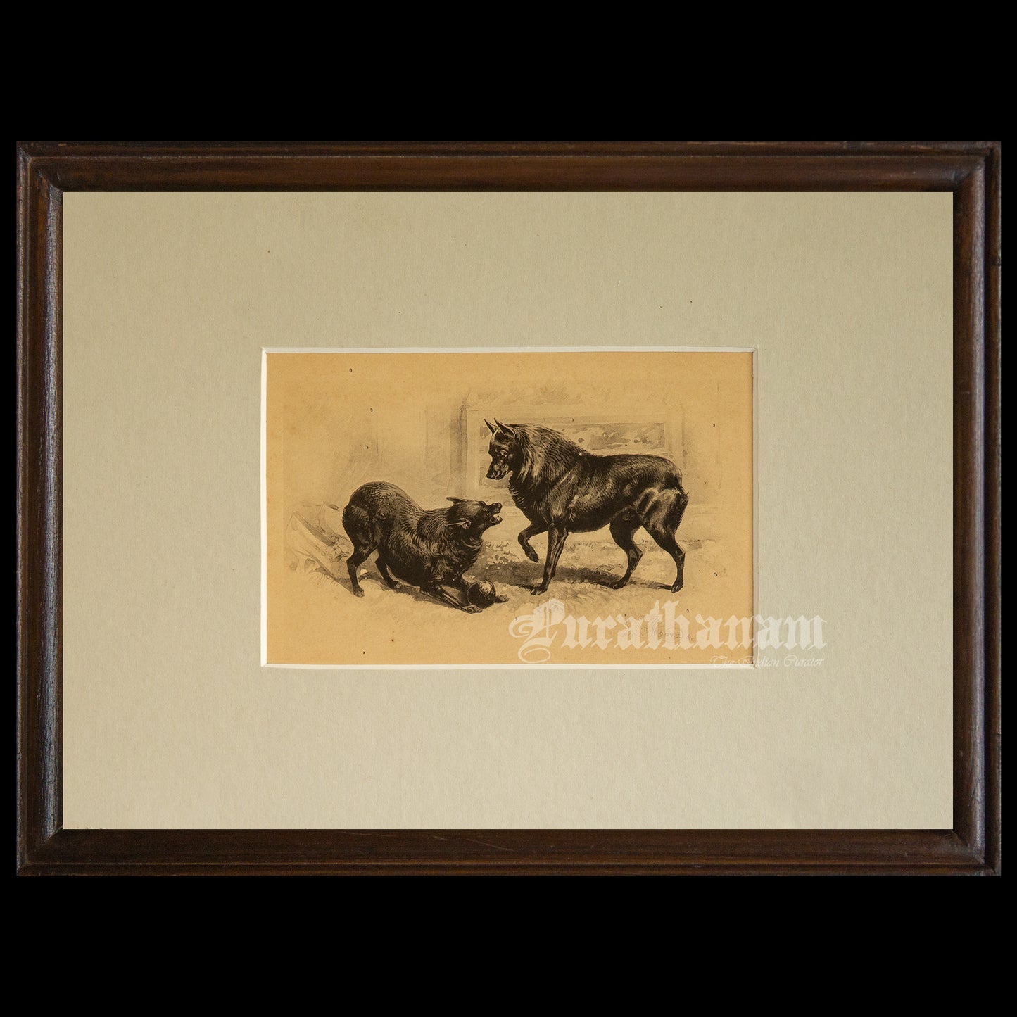 Dogs- Playful Encounter – Schipperke Study, Antique Book Plate (Wildlife Art)- Photogravure Print