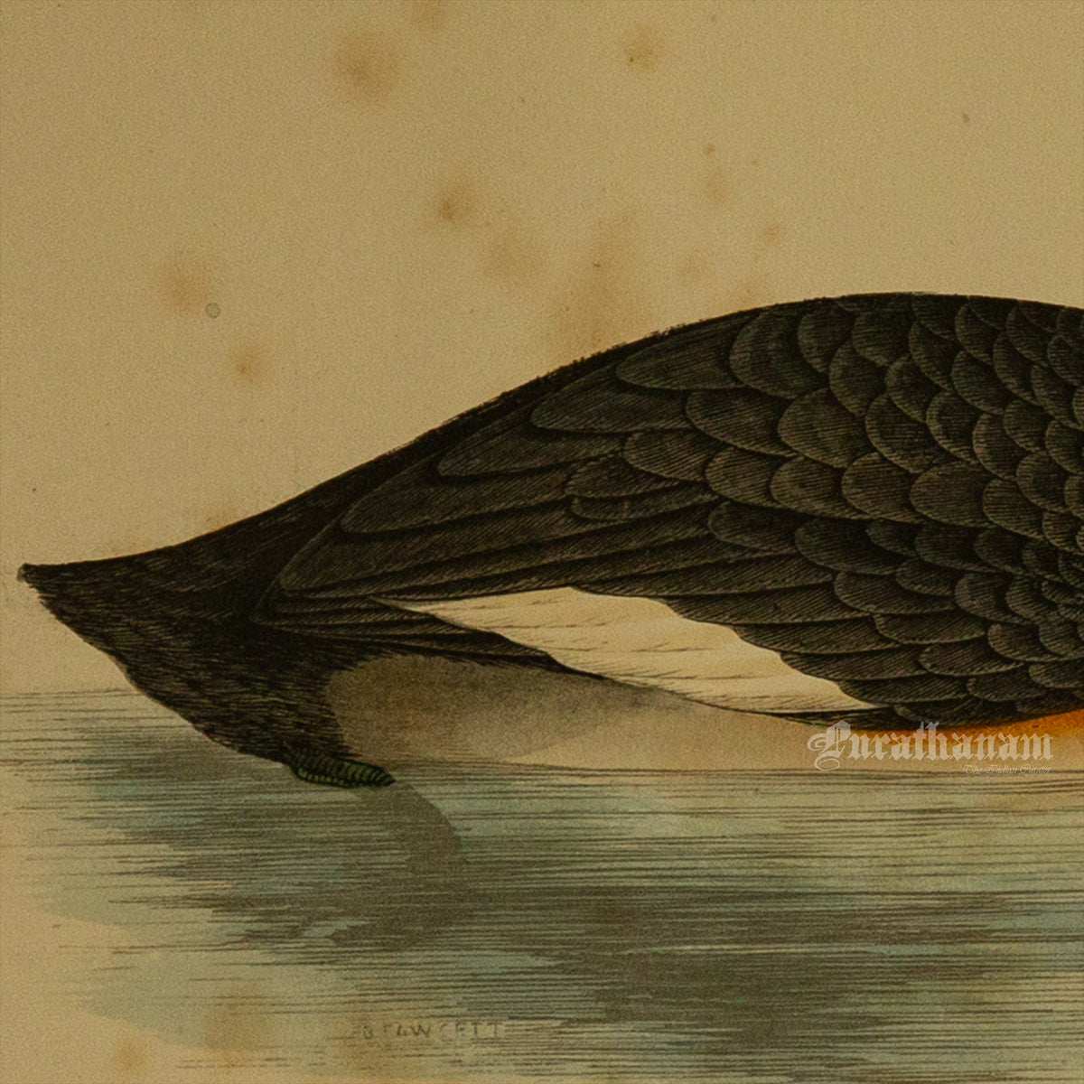 Bird -Eared Grebe - Hand-Coloured Wood Engraving - Bird Art / Avian Art