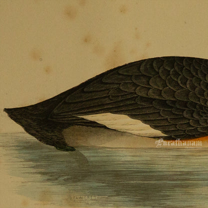 Bird -Eared Grebe - Hand-Coloured Wood Engraving - Bird Art / Avian Art
