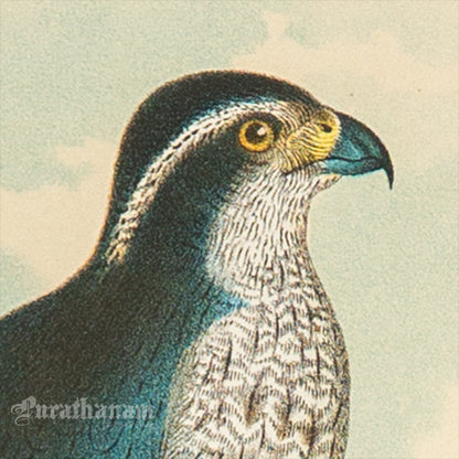 Bird - Chromo lithograph print (Plate - XX) by Theodore Jasper -  Bird Art / Avian Art