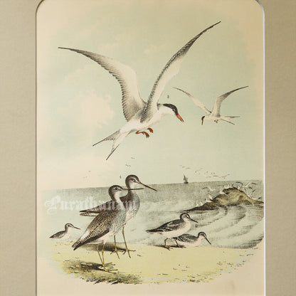 Bird - Chromo lithograph print (Plate - XI) by Theodore Jasper -  Bird Art / Avian Art