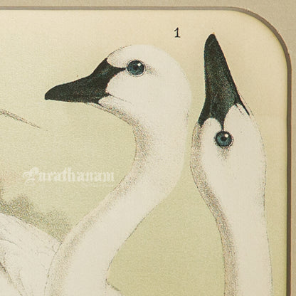 Bird - Chromo lithograph print (Plate - LX) by Theodore Jasper -  Bird Art / Avian Art