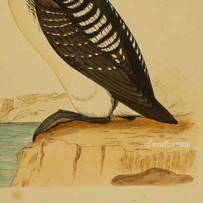 Bird -Black Throated Diver - Hand-Coloured Wood Engraving - Bird Art / Avian Art