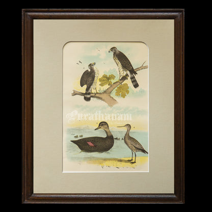 Bird - Chromo lithograph print (Plate - LVIII) by Theodore Jasper -  Bird Art / Avian Art