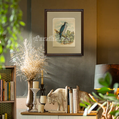 Bird - Chromo lithograph print (Plate - XX) by Theodore Jasper -  Bird Art / Avian Art