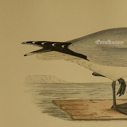 Bird - Common Gull  - Hand-Coloured Wood Engraving - Bird Art / Avian Art