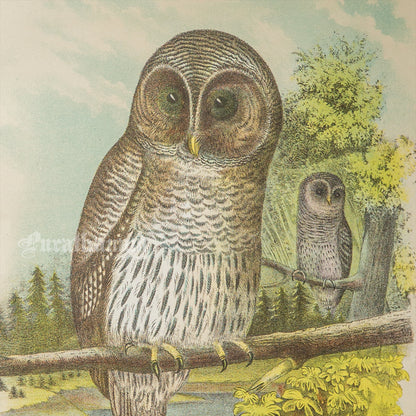 Bird - Barred Owl Chromo lithograph print (Plate - XXII) by Theodore Jasper -  Bird Art / Avian Art