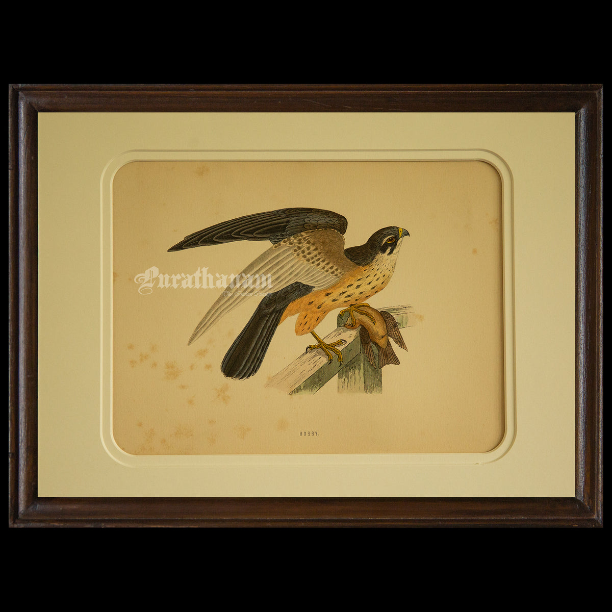 Bird - Hobby- Hand-Coloured Wood Engraving - Bird Art / Avian Art