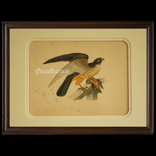Bird - Hobby- Hand-Coloured Wood Engraving - Bird Art / Avian Art