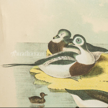Bird - Chromo lithograph print (Plate - XXI) -  Bird Art / Avian Art