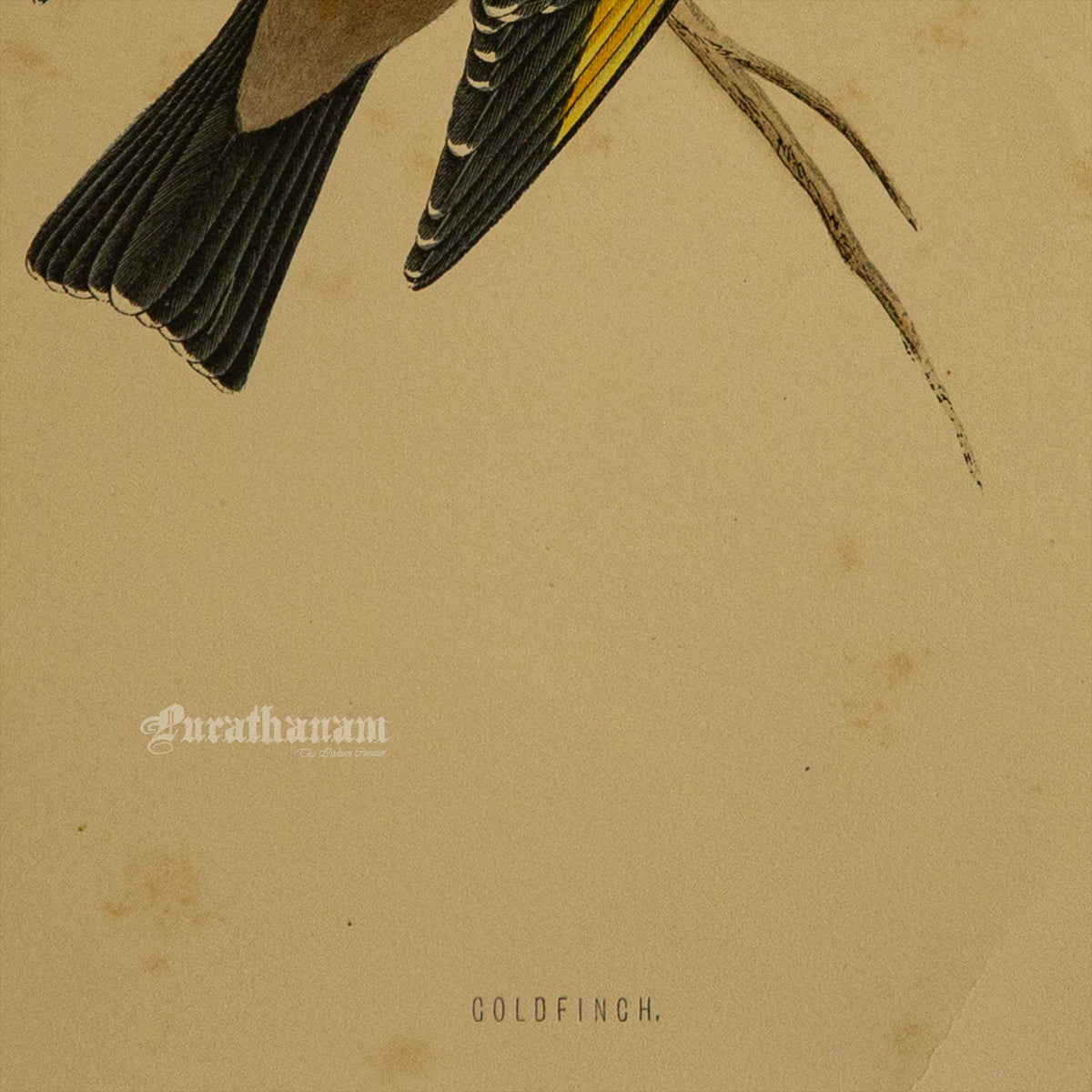 Bird -Gold Finch - Hand-Coloured Wood Engraving - Bird Art / Avian Art