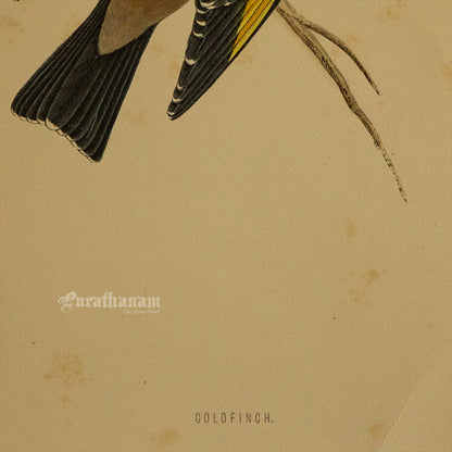 Bird -Gold Finch - Hand-Coloured Wood Engraving - Bird Art / Avian Art