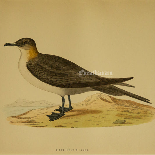 Bird -Richardson’s  Skua - Hand-Coloured Wood Engraving - Bird Art / Avian Art