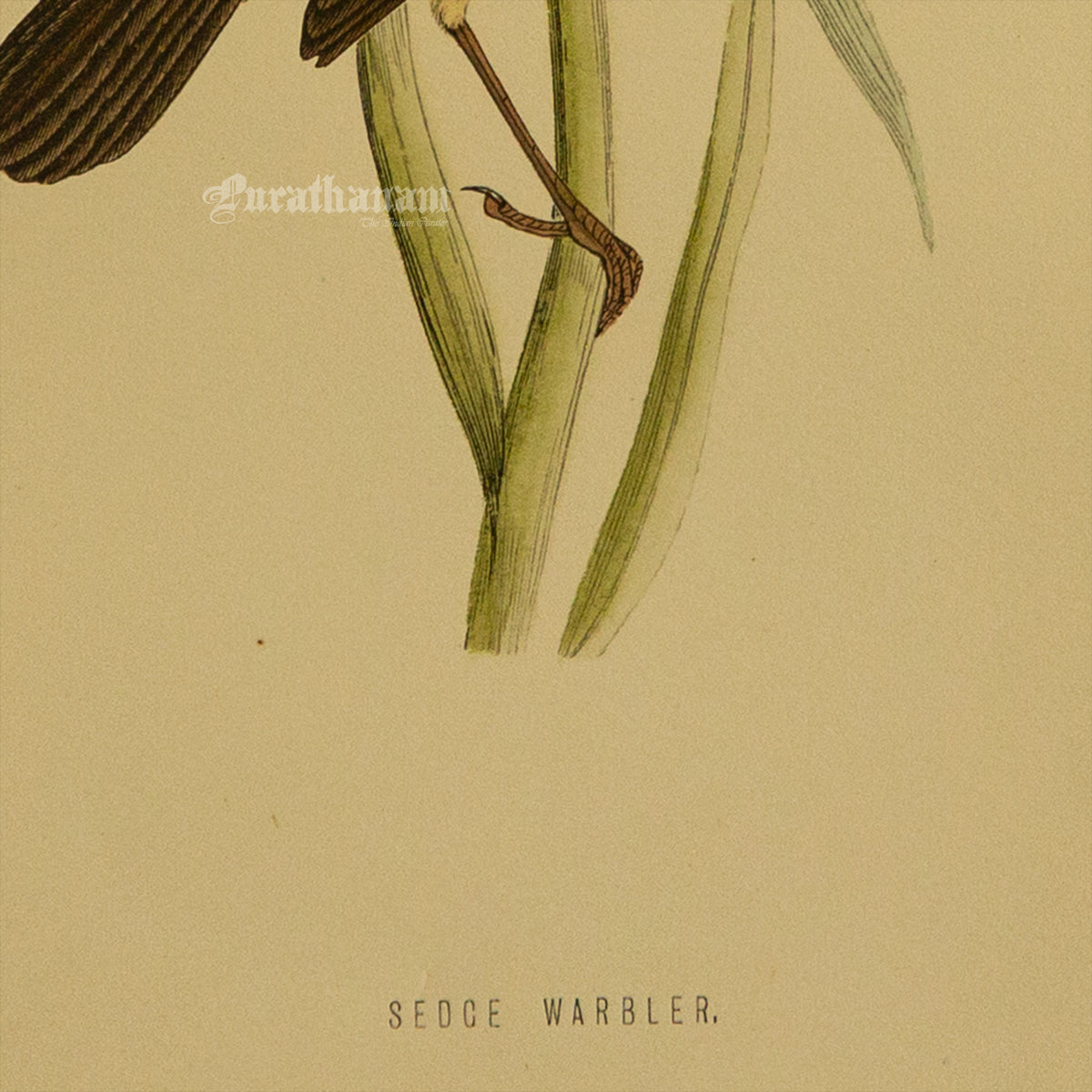 Bird -Sedge Warbler - Hand-Coloured Wood Engraving - Bird Art / Avian Art