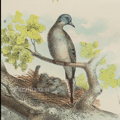 Bird - Chromo lithograph print (Plate - I ) by Theodore Jasper -  Bird Art / Avian Art