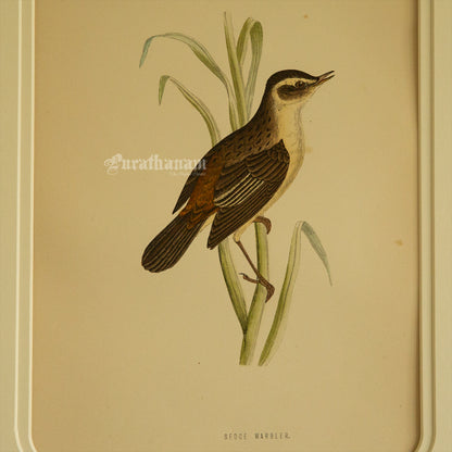 Bird -Sedge Warbler - Hand-Coloured Wood Engraving - Bird Art / Avian Art