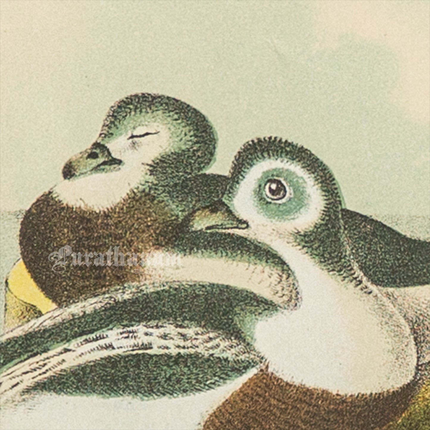 Bird - Chromo lithograph print (Plate - XXI) -  Bird Art / Avian Art