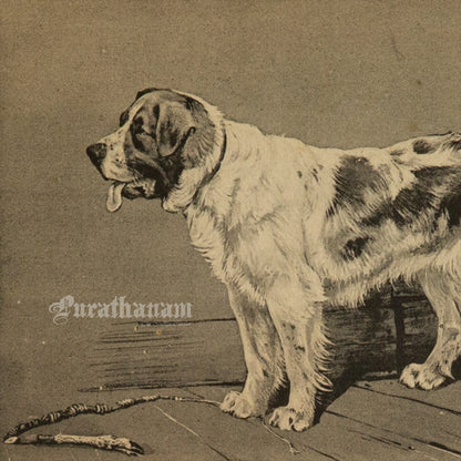 The Watchful Dog (Wildlife Art)- Photogravure Print