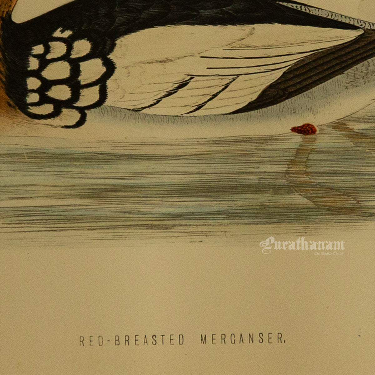 Bird -Red Breasted Merganser - Hand-Coloured Wood Engraving - Bird Art / Avian Art