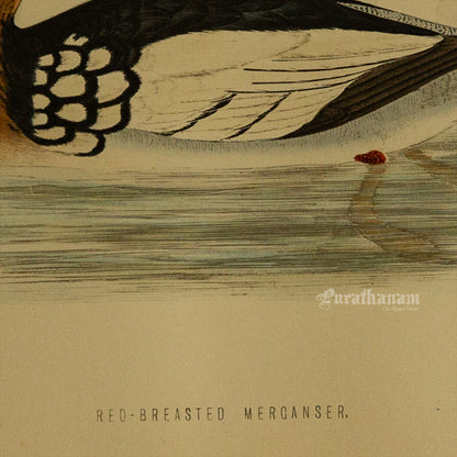 Bird -Red Breasted Merganser - Hand-Coloured Wood Engraving - Bird Art / Avian Art