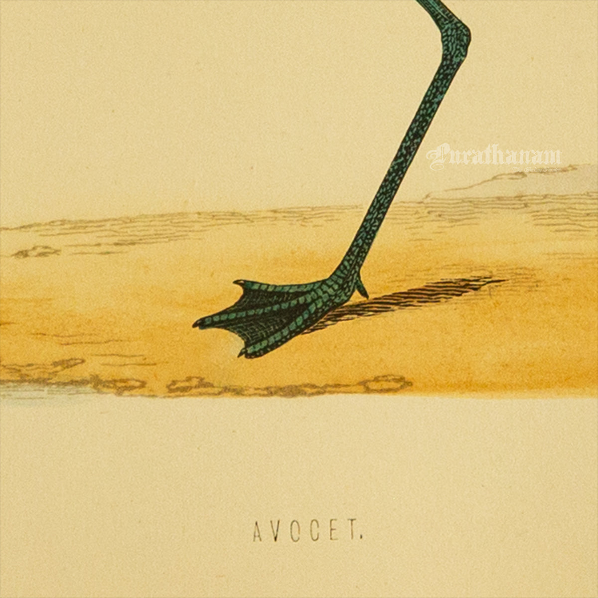 Bird -Avocet - Hand-Coloured Wood Engraving - Bird Art / Avian Art