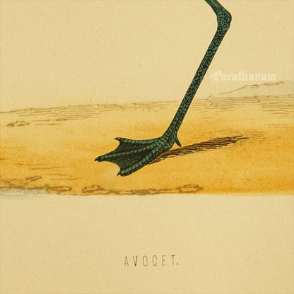 Bird -Avocet - Hand-Coloured Wood Engraving - Bird Art / Avian Art