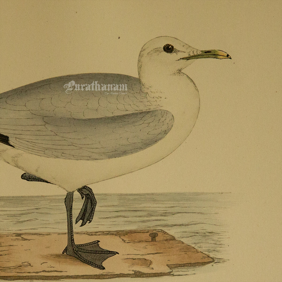 Bird - Common Gull  - Hand-Coloured Wood Engraving - Bird Art / Avian Art