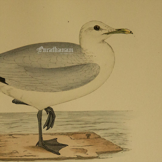 Bird - Common Gull  - Hand-Coloured Wood Engraving - Bird Art / Avian Art