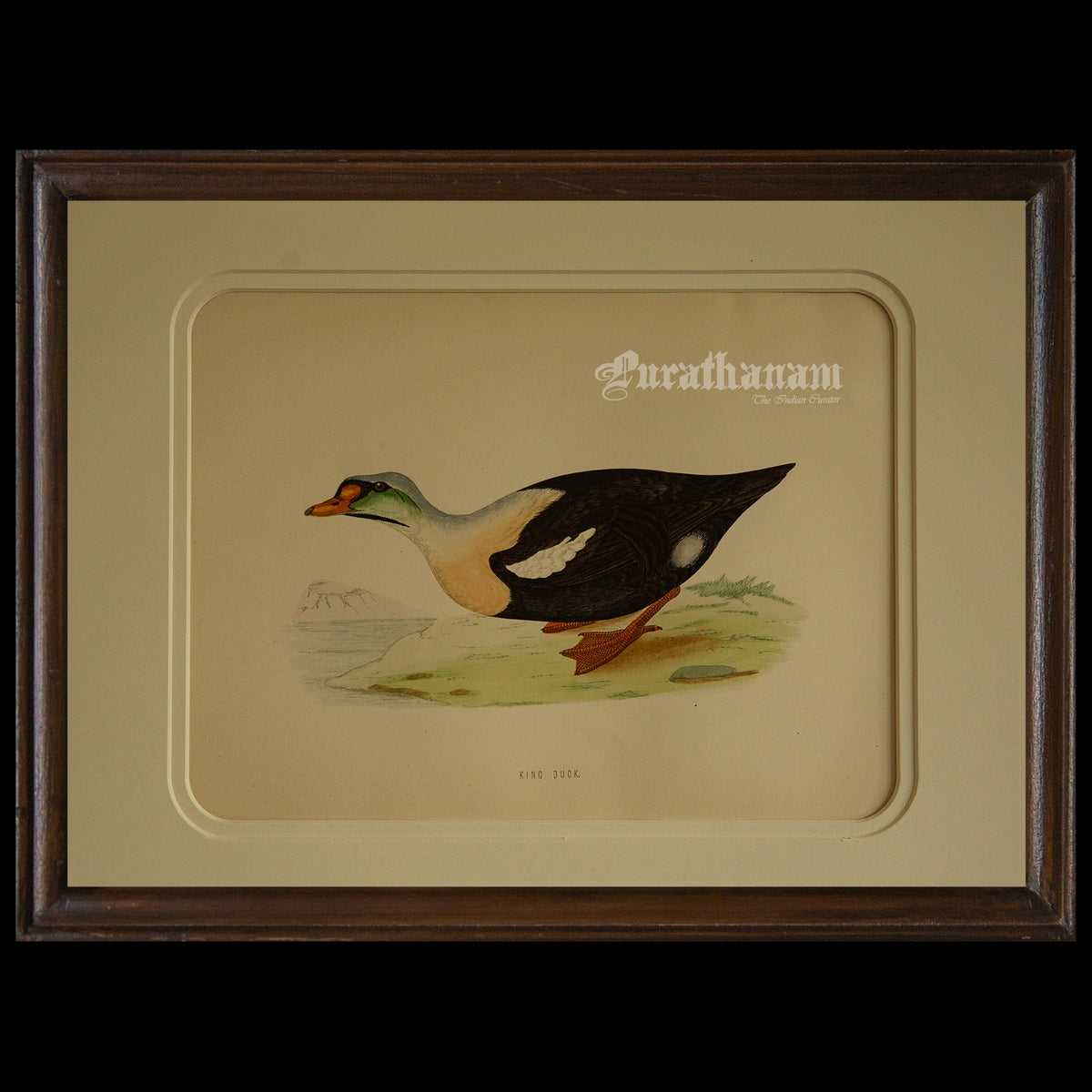 Bird - King Duck - Hand-Coloured Wood Engraving - Bird Art / Avian Art