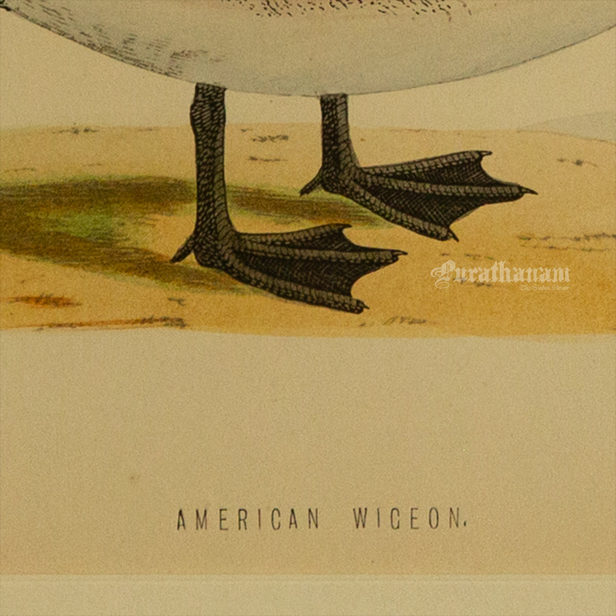 Bird -American Wigeon - Hand-Coloured Wood Engraving - Bird Art / Avian Art