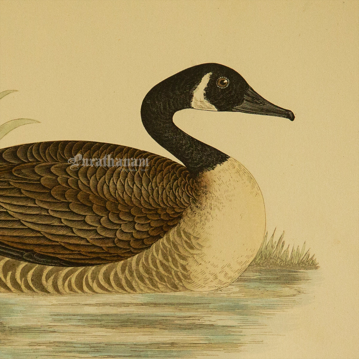 Bird -Canada Goose - Hand-Coloured Wood Engraving - Bird Art / Avian Art