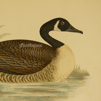 Bird -Canada Goose - Hand-Coloured Wood Engraving - Bird Art / Avian Art