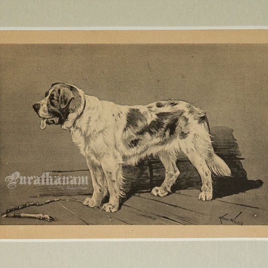 The Watchful Dog (Wildlife Art)- Photogravure Print