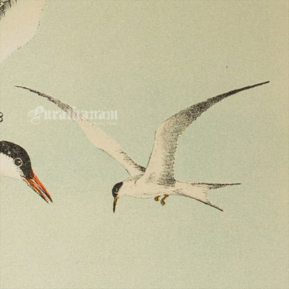 Bird - Chromo lithograph print (Plate - XI) by Theodore Jasper -  Bird Art / Avian Art