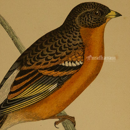 Bird -Mountain Finch- Hand-Coloured Wood Engraving - Bird Art / Avian Art