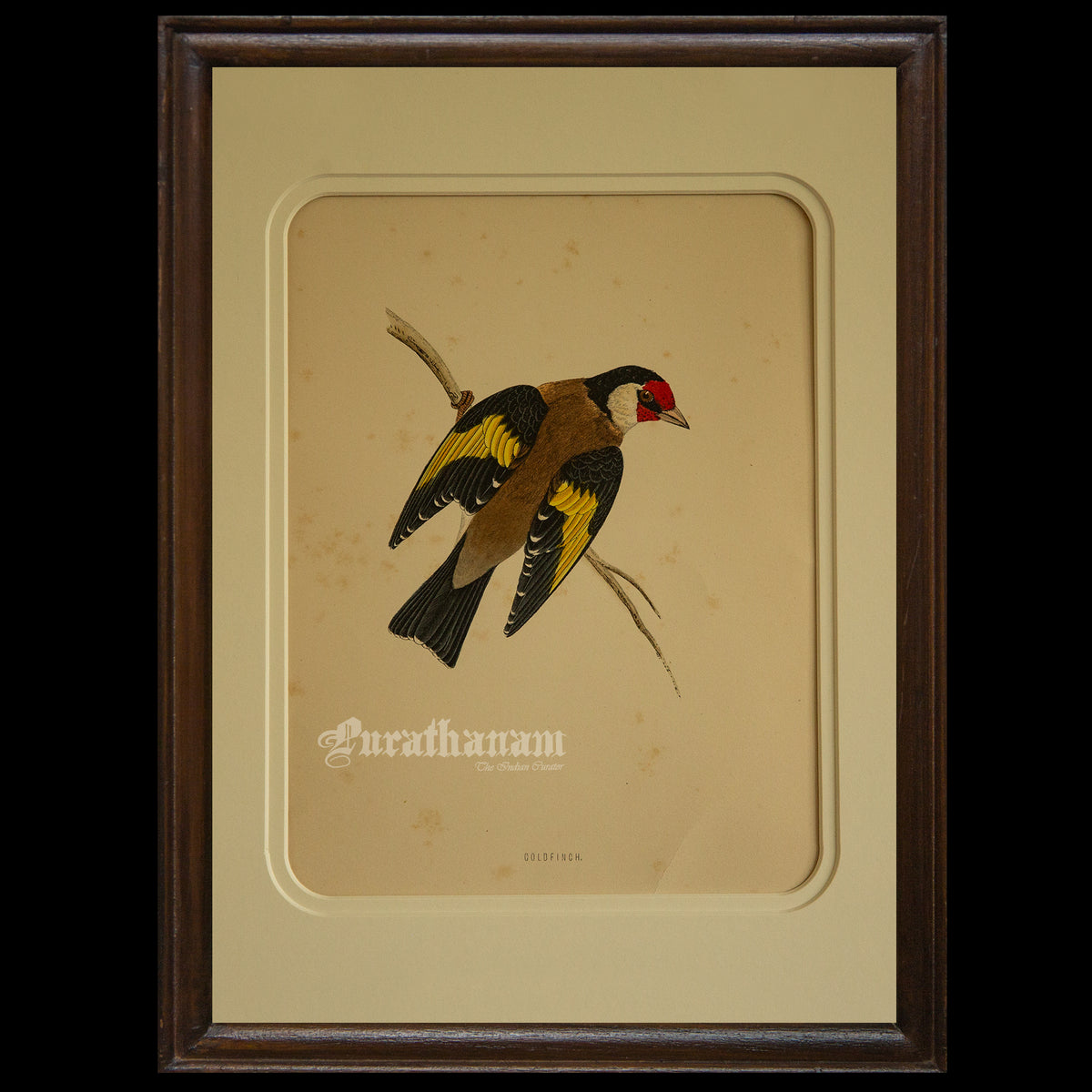 Bird -Gold Finch - Hand-Coloured Wood Engraving - Bird Art / Avian Art