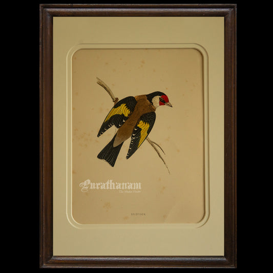 Bird -Gold Finch - Hand-Coloured Wood Engraving - Bird Art / Avian Art