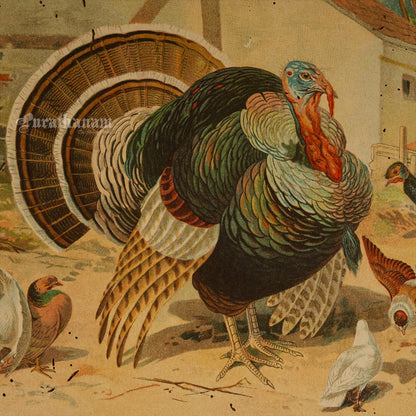 The Turkey and some Pigeons - Bird Art / Avian Art - Chromolithograph Print